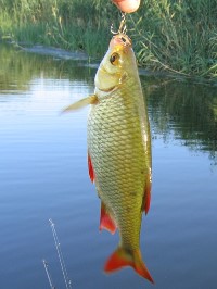 Рыба из Каховского водохранилища не дает покоя жителям Запорожья