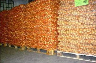 12 тыс. тонн херсонского лука отправились в Ирак