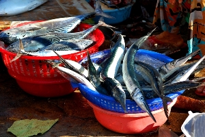 С начала года херсонские рыбаки выловили уже 855 тонн рыбы
