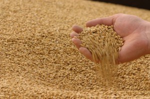 На Херсонщине зерна уже намолотили больше, чем нужно самим херсонцам, - ОГА