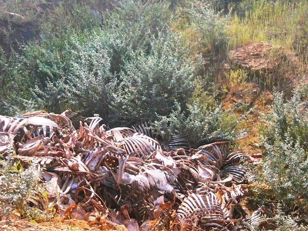 Возле Херсона неизвестные организовали свалку останков животных