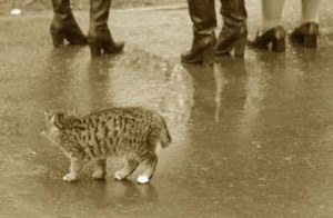 В Херсоне памятники важнее, чем бездомные животные