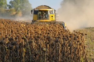 Зернотрейдеры «бракуют» херсонский подсолнух, чтобы сбить цену – Костяк
