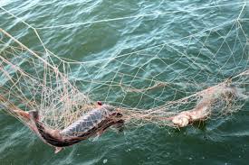 За два дня Рыбоохрана задержала четырёх браконьеров