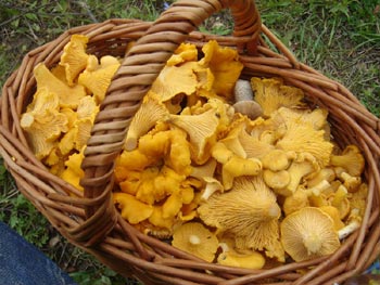 В Таврийске и Белозерке новые жертвы грибной охоты