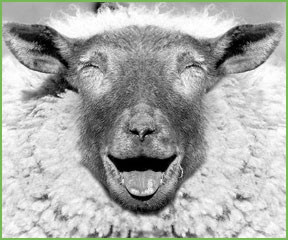 Почему терпят фиаско попытки возродить овцеводство на Херсонщине
