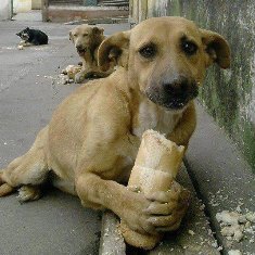 Бездомные псы стали фотомоделями в Херсоне