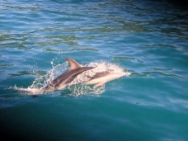Жители Геническа спасли 15 дельфинов