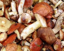 В Чаплынке – массовые отравления грибами