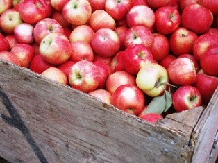 Херсонские школьники собрали яблоки для онкобольных детей