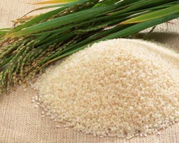 На Херсонщине собрали рекордный за годы независимости урожай риса