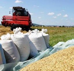 На Херсонщине завершается уборка поздних зерновых