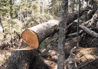 В Каховском и Цюрупинском районах незаконно рубят лес