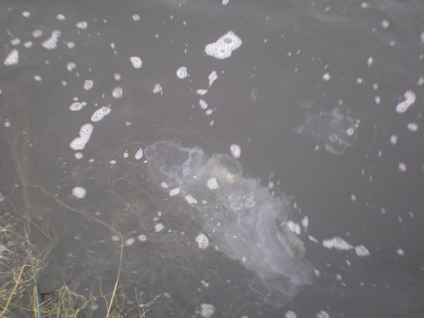 Днепро-Бугский лиман захватили медузы