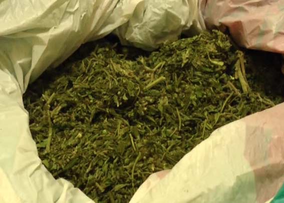 В Херсоне изъяли у наркодилеров "травки" на более полумиллиона гривен