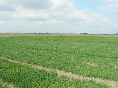 На Херсонщине 91% ранних зерновых области находится в хорошем и удовлетворительном состоянии