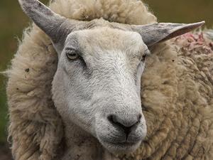 Проекты развития овцеводства "переедут" из Крыма в Херсон