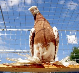 В Херсоне состоятся выставки голубей и декоративных птиц