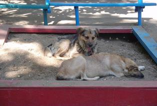 Каховчане бросали трупы собак в песочницу