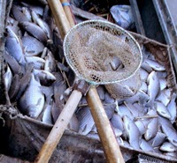 За незаконное рыболовство в водах Днепра и Днепровско - Бугского лимана с браконьеров взыскано около 600 тыс грн