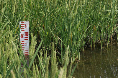Из-за проблем водачи воды в Крым, на Херсонщине сократились посевы риса