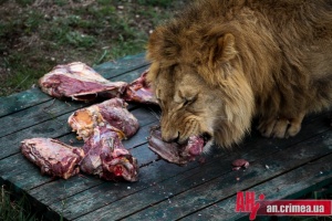 Без херсонского мяса в Крыму сложно прокормить тигров и львов