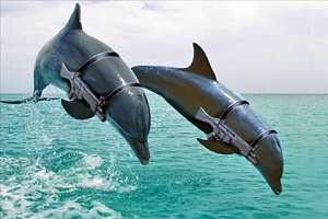 В Крыму не спешать отдавать Украине боевых дельфинов