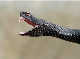 В Голопристанском районе змея укусила  местного жителя