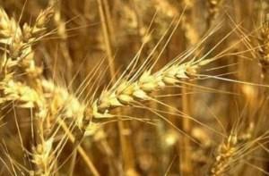 В области констатируют увеличение урожайности зерна