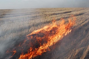 На Херсонщине 3 га стерни в поле выгорело из-за неисправного комбайна