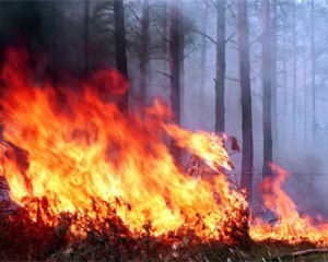 Из-за удара молнии возле Чулаковки сгорело 5 соток леса