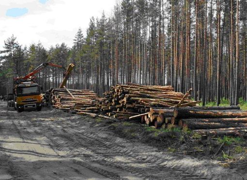 Депутаты Херсонского облсовета хотят услышать от прокурора области о защите лесов