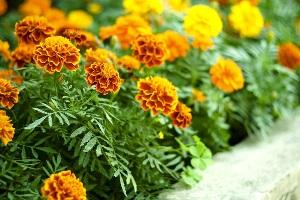 В Херсоне собираются засадить самострой цветами