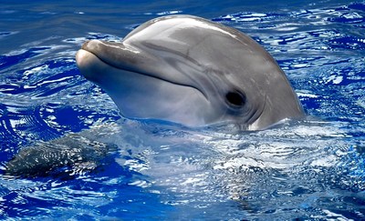 С 4 сентября дельфинарий на Арабатской стрелке будет работать со скидкой 50%