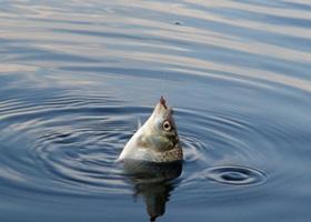 Голопристанские рыбозаводчики согласились помочь в зарыблении Днепра