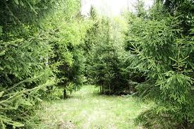 Херсонские леса пополнили бюджет почти на полмиллиона гривен