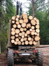 Херсонские леса обогатили бюджет почти на пол миллиона
