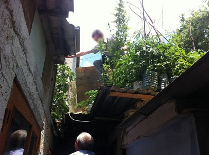 Житель Херсонщины выращивал коноплю на крыше собственного дома