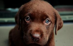 Организация защиты животных "Шанс" получила помещение для стерилизации собак