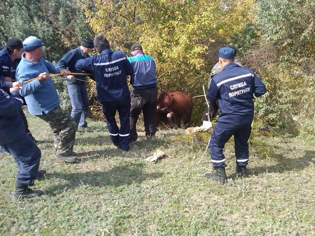 В Каланчаке спасали любопытиных коров