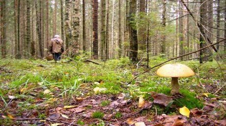 В голопристанском лесу заблудились двое грибников из Скадовска