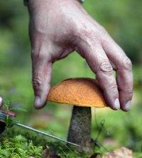 В Цюрупинске мужчина попал в реанимацию, отравившись грибами