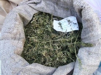 Работники УБОПа изъяли у херсонцев марихуаны на 700 тыс.грн.