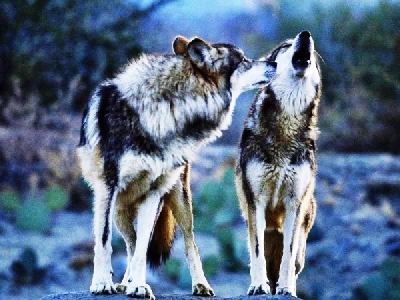 В Крыму объявят охоту на волков, пришедших из херсонских степей