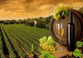 На обновление таврийских виноградников область получила почти 8 млн. гривен