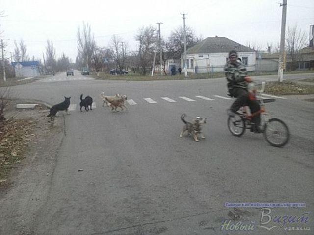 В Геническе тоже хотят бороться с бродячими животными