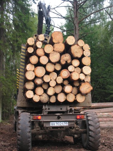 Милиция задержала работников лесхоза, которые присвоили 800 кубов леса