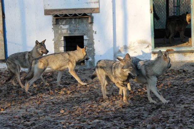 В Херсоне в местном зооуголке волков выпустили в новый вольер