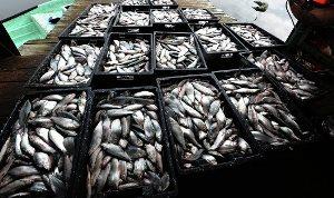Россельхознадзор не пустил в Крым 40 тонн рыбы из Херсона