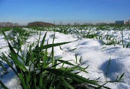 На Херсонщине под урожай 2015 года посеяли 577,3 тыс. га озимых зерновых - 100% от запланированного